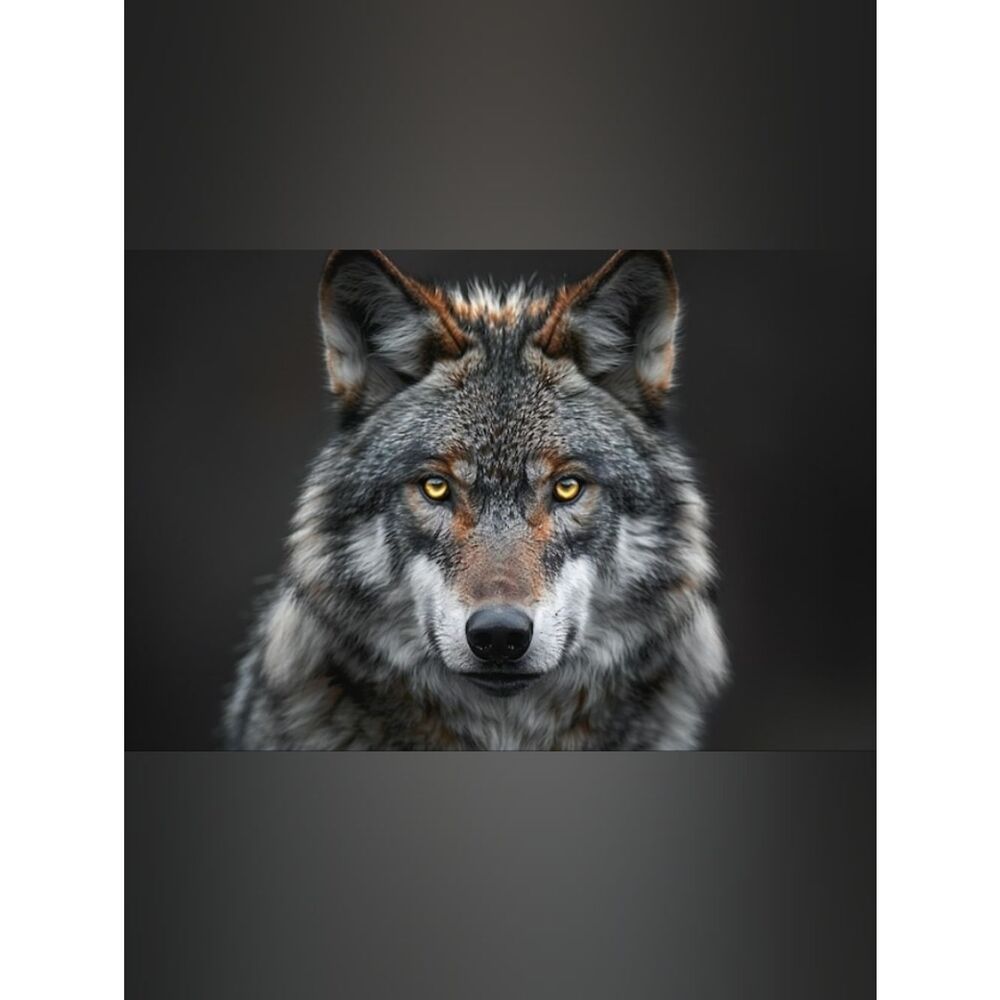 Large Custom Fridge Magnet Grey Wolf Home Kitchen Decor